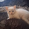 Lola a rejoint le concours — aidez-le/la à gagner de superbes lots ! kitten, cat, tabby_cat, feline, pet, animal, fluffy, white_cat, dark_rug, cozy, resting, indoor, two_cats, cute, young_cat, fur, laying_down, domestic_cat, close_up, companion