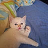 kitten, cat, white_cat, blue_eyes, bed, blanket, paw, fur, pet, cute, animal, indoor, resting, young, small, feline, lying_down, looking, tongue_out, surprised