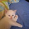 kitten, cat, white_fur, blue_eyes, paw, bed, blanket, indoor, cute, pet, animal, fur, resting, young, small, mammal, cozy, domestic, sleepy, curious