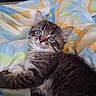 animal, bed, blanket, blue_eyes, cat, cozy, cute, domestic, fur, indoor, kitten, mammal, pet, playful, resting, sleepy, striped, tabby, whiskers, young