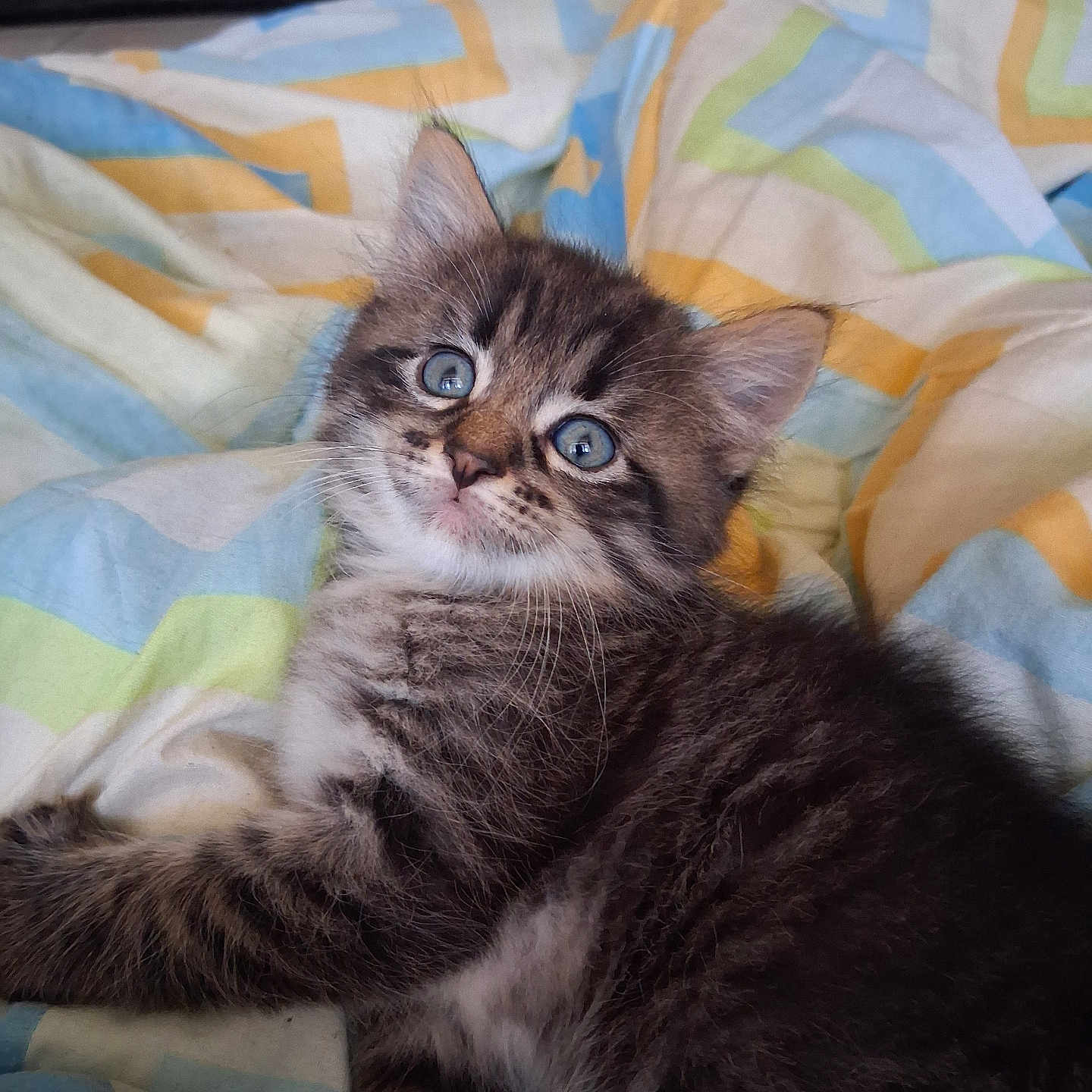 Bibou a rejoint le concours — aidez-le/la à gagner de superbes lots ! kitten, cat, tabby, blue_eyes, fur, pet, animal, cute, bed, blanket, striped, whiskers, indoor, resting, young, mammal, playful, sleepy, cozy, domestic