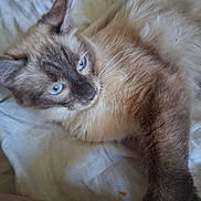 Gzena a rejoint le concours — aidez-le/la à gagner de superbes lots ! animal, blanket, blue_eyes, cat, close_up, cute, domestic_animal, feline, fluffy, fur, indoor, laying, mammal, paw, pet, relaxed, resting, sleepy, soft, whiskers