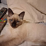 Gzena participe au concours pour gagner de l'argent avec cette photo : cat, siamese, kitten, bed, pillow, remote_control, feline, pet, lying_down, blue_eyes, fur, whiskers, indoor, cute, young_animal, resting, domestic_animal, animal, mammal, sleepy