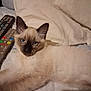 cat, siamese, kitten, bed, pillow, remote_control, feline, pet, lying_down, blue_eyes, fur, whiskers, indoor, cute, young_animal, resting, domestic_animal, animal, mammal, sleepy