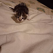 Loulou a rejoint le concours — aidez-le/la à gagner de superbes lots ! kitten, cat, baby_animal, feline, fur, small, cute, pet, indoor, blanket, soft, animal, young, curious, exploring, resting_place, cozy, domestic, whiskers, tabby