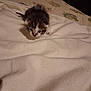 animal, baby_animal, blanket, cat, cozy, curious, cute, domestic, exploring, feline, fur, indoor, kitten, pet, resting_place, small, soft, tabby, whiskers, young