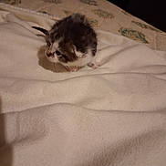 Loulou participe au concours pour gagner de l'argent avec cette photo : animal, baby_animal, bed, blanket, cat, curious, cute, feline, fur, indoor, kitten, paw, pet, shadow, small, soft, striped, tabby, whiskers, young