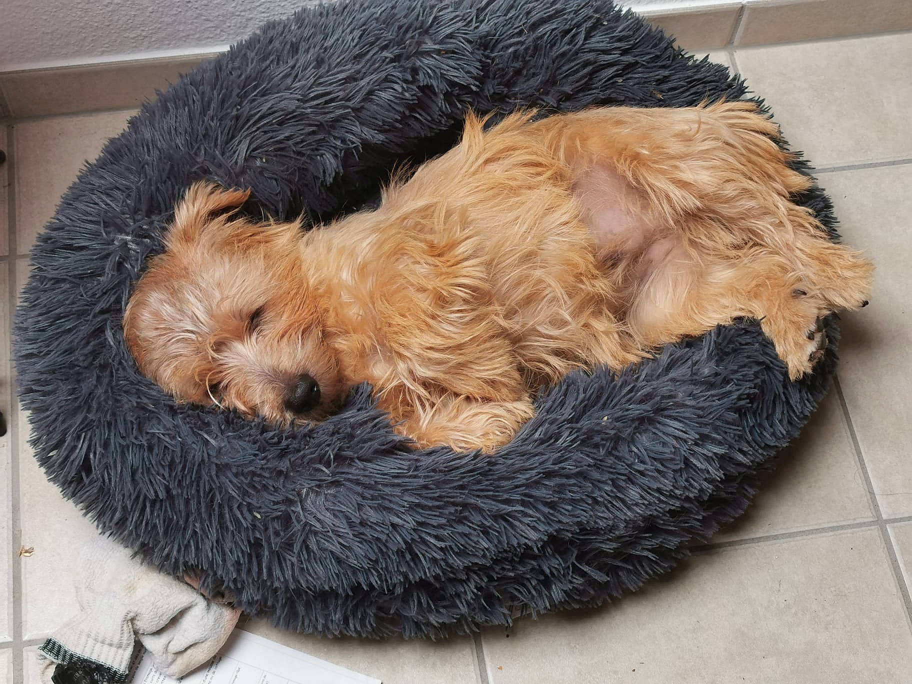 Koda a rejoint le concours — aidez-le/la à gagner de superbes lots ! airedale_terrier, canidae, carnivore, comfort, companion_dog, dog, dog_breed, fawn, fur, labradoodle, liver, mammal, natural_material, small_terrier, snout, sporting_group, tail, terrier, toy_dog, water_dog