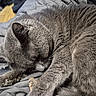 cat, sleeping, gray_cat, fur, whiskers, paw, animal, pet, bed, blanket, bedding, indoors, cozy, relaxed, curled_up, toy_fish, resting, close_up, domestic_animal, cute