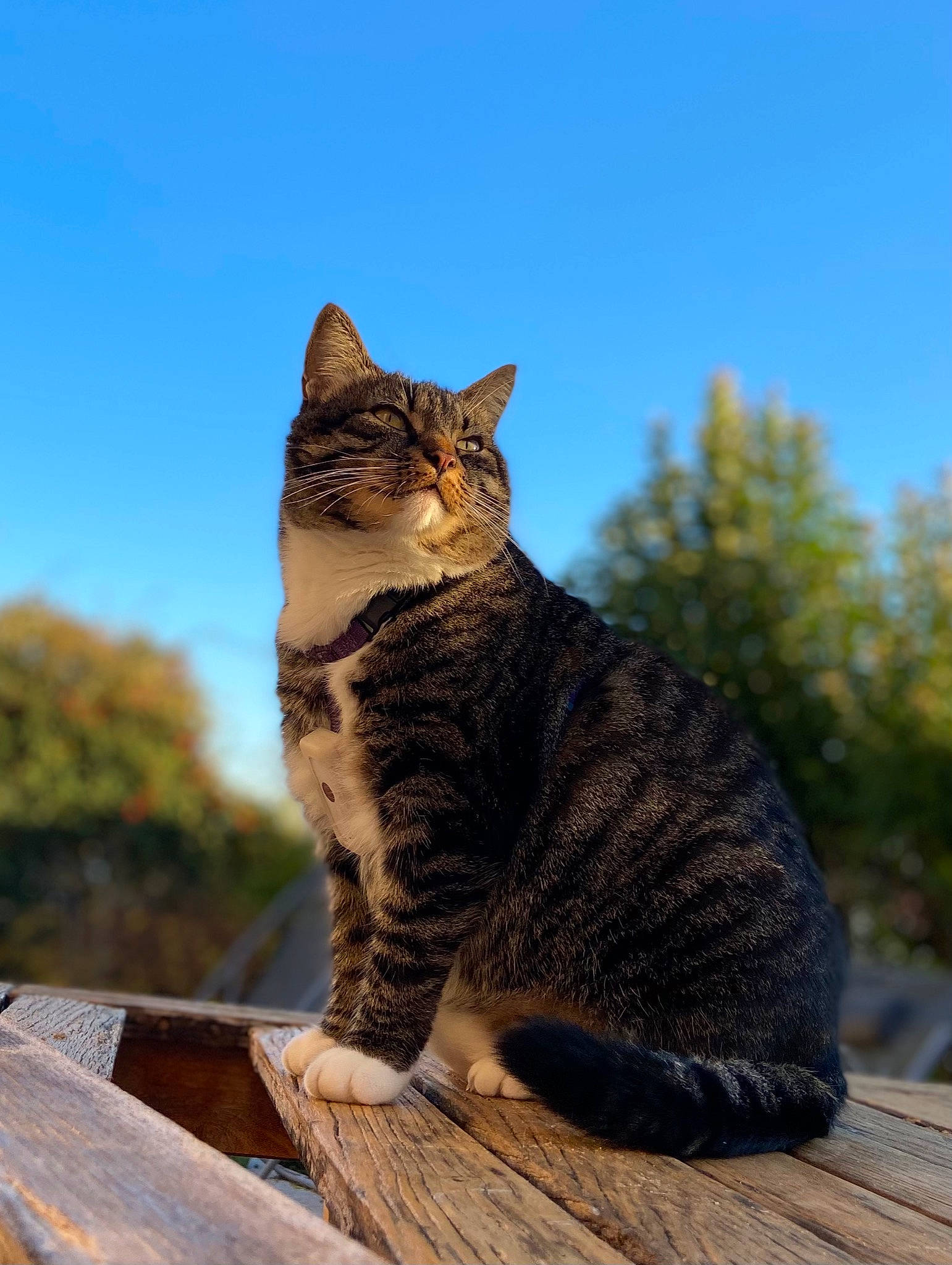 Nouméa a rejoint le concours — aidez-le/la à gagner de superbes lots ! art, carnivore, cat, domestic_short_haired_cat, fawn, felidae, fur, grass, paw, plant, sitting, sky, small_to_medium_sized_cats, snout, tail, terrestrial_animal, tree, whiskers, wildlife, wood