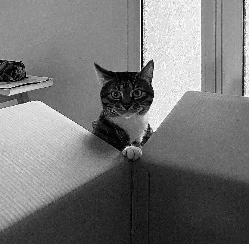 Nouméa participe au concours pour gagner de l'argent avec cette photo : beauty, black, black_and_white, carnivore, cat, comfort, felidae, grey, line, monochrome, monochrome_photography, small_to_medium_sized_cats, snout, style, tail, tints_and_shades, wall, whiskers, window, wood