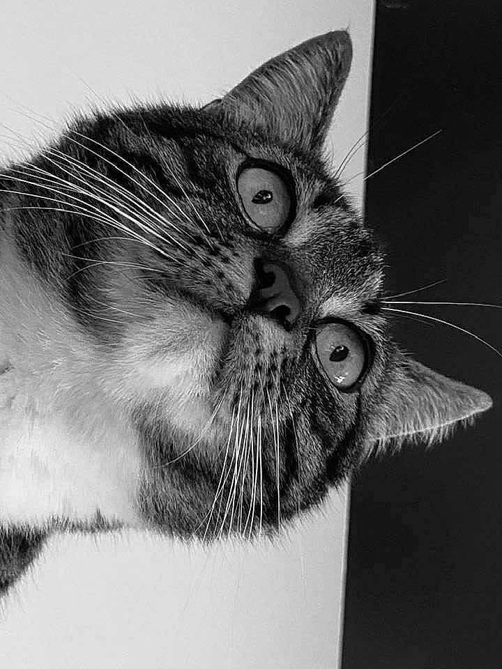 Nouméa participe au concours pour gagner de l'argent avec cette photo : carnivore, cat, claw, close_up, domestic_short_haired_cat, ear, eye, felidae, fur, illustration, macro_photography, monochrome, monochrome_photography, paw, small_to_medium_sized_cats, snout, stock_photography, style, whiskers, wildlife