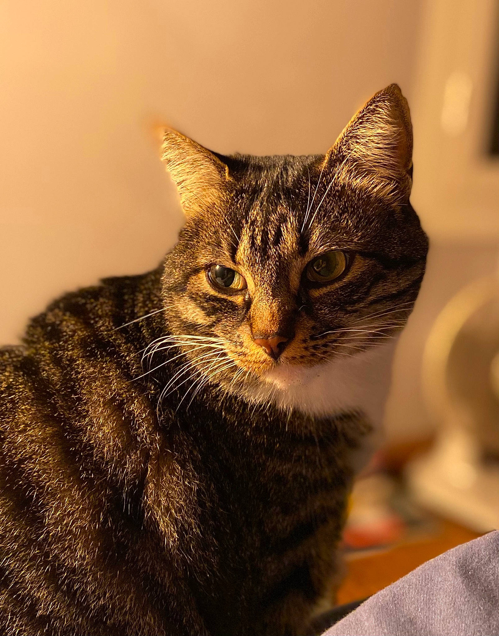 Nouméa a rejoint le concours — aidez-le/la à gagner de superbes lots ! carnivore, cat, domestic_short_haired_cat, eye, felidae, fur, paw, small_to_medium_sized_cats, snout, terrestrial_animal, whiskers, wildlife, window