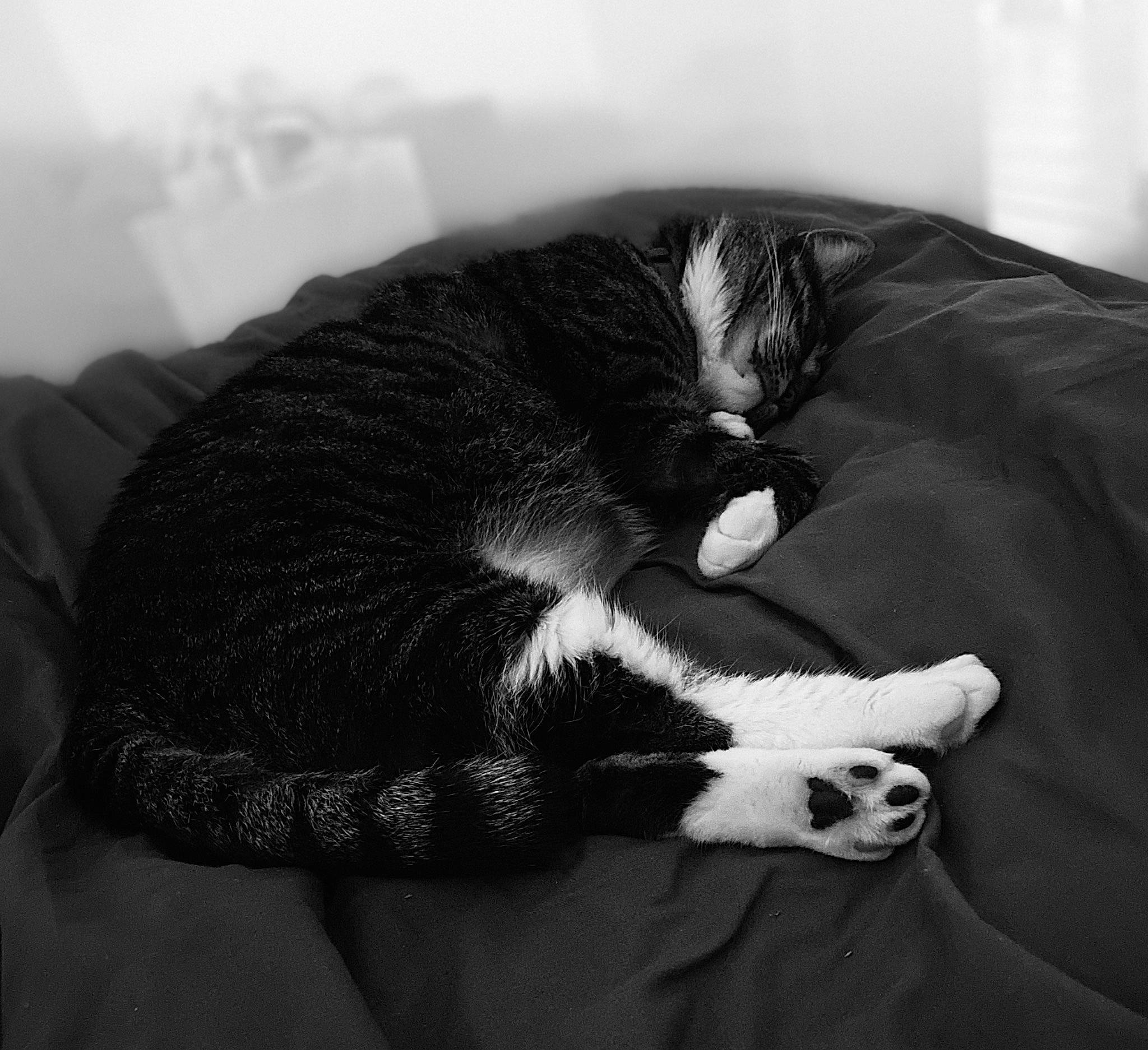 Nouméa participe au concours pour gagner de l'argent avec cette photo : black_and_white, black_cat, canidae, carnivore, cat, claw, comfort, dog_breed, domestic_short_haired_cat, felidae, fur, grey, monochrome, monochrome_photography, paw, small_to_medium_sized_cats, sporting_group, style, tail, whiskers