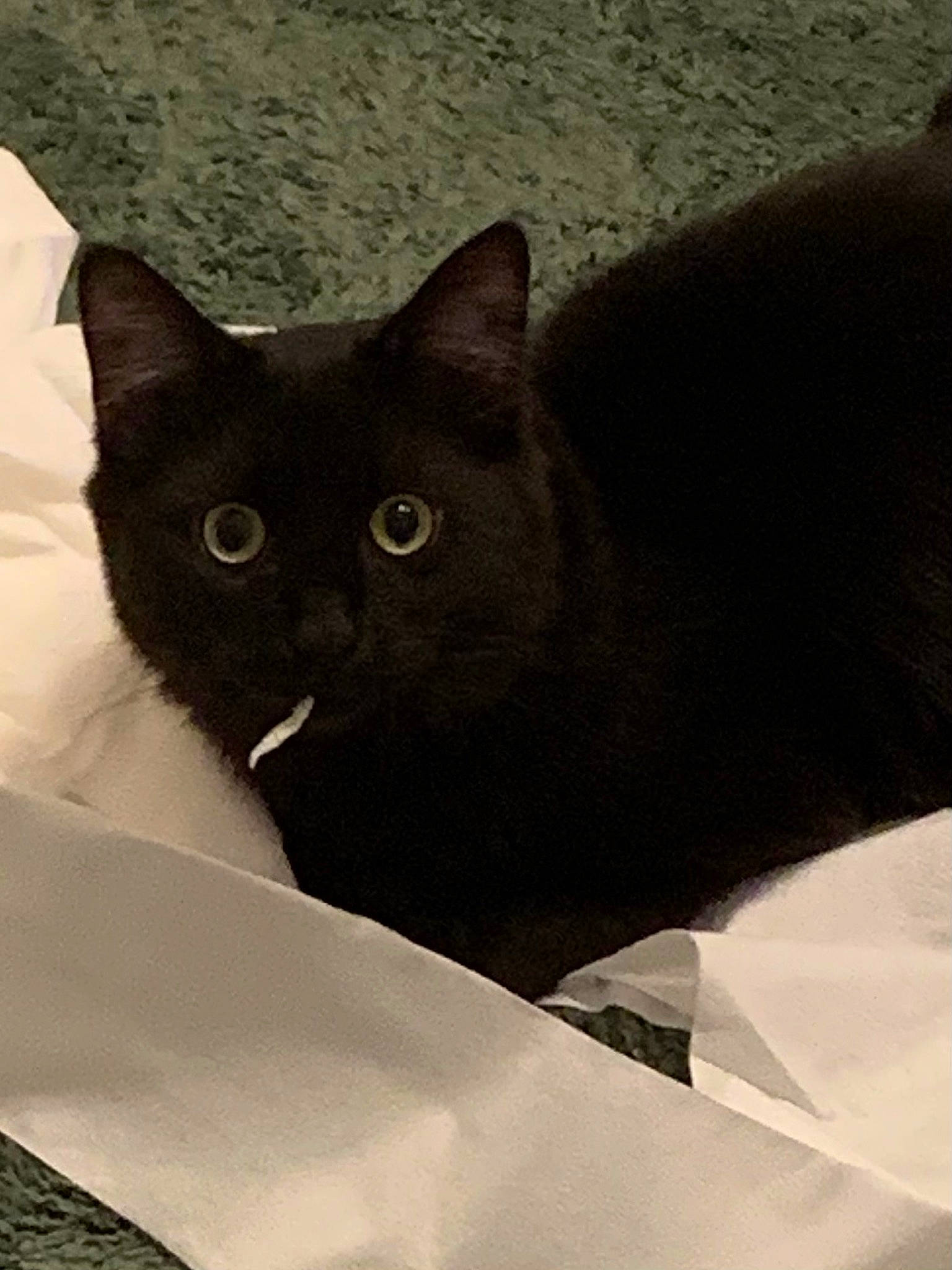 Casper is registered to the contest to win money with this photo: black_cat, carnivore, cat, comfort, domestic_short_haired_cat, eye, felidae, fur, grey, small_to_medium_sized_cats, snout, tail, terrestrial_animal, whiskers