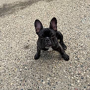 Sir Williams joined the competition — help win amazing prizes! dog, french_bulldog, puppy, black_dog, outdoor, concrete, ground, ears, pet, animal, looking_up, sitting, paw, nose, cute, small_dog, young_dog, canine, footwear, shadow
