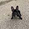 dog, french_bulldog, puppy, black_dog, outdoor, concrete, ground, ears, pet, animal, looking_up, sitting, paw, nose, cute, small_dog, young_dog, canine, footwear, shadow