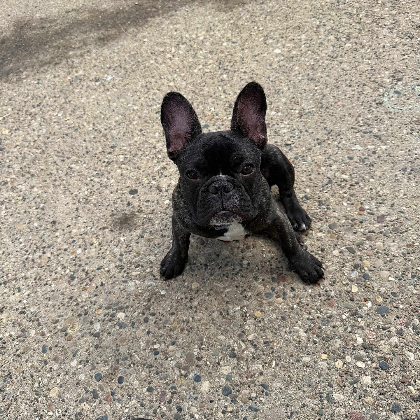 Sir Williams joined the competition — help win amazing prizes! dog, french_bulldog, puppy, black_dog, outdoor, concrete, ground, ears, pet, animal, looking_up, sitting, paw, nose, cute, small_dog, young_dog, canine, footwear, shadow