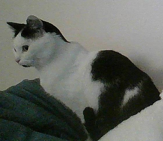 Luciole participe au concours pour gagner de l'argent avec cette photo : art, carnivore, cat, domestic_short_haired_cat, felidae, fur, paw, small_to_medium_sized_cats, snout, tail, terrestrial_animal, whiskers