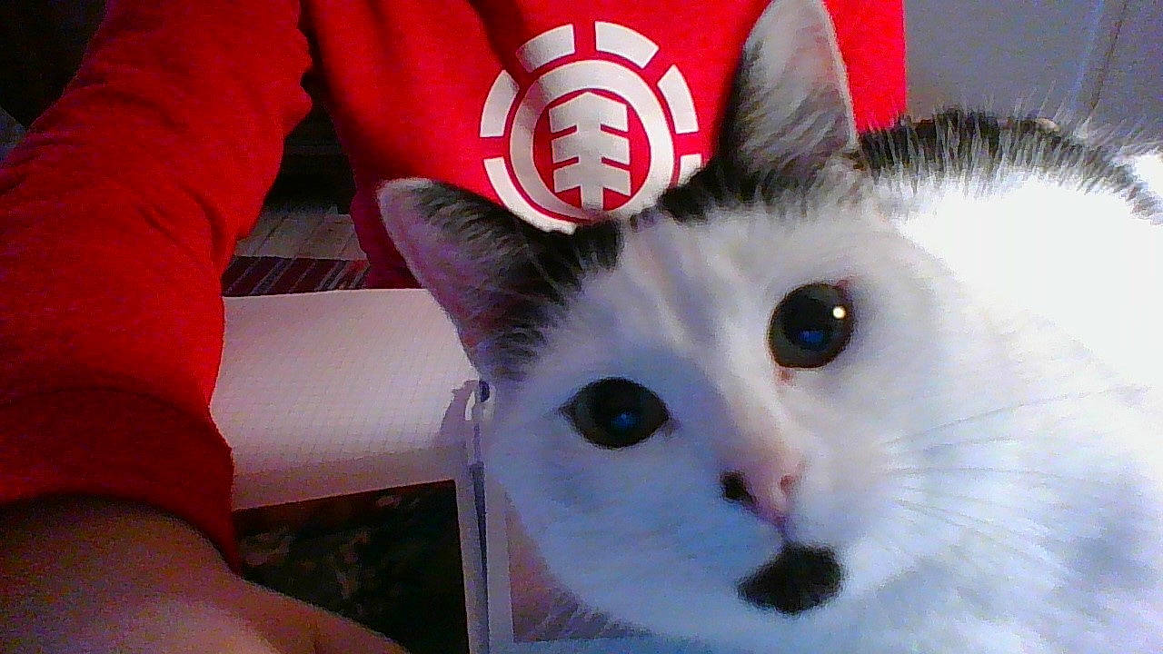 Luciole participe au concours pour gagner de l'argent avec cette photo : carmine, carnivore, cat, domestic_short_haired_cat, felidae, fur, paw, small_to_medium_sized_cats, snout, tail, whiskers, white