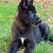 Balto participe au concours pour gagner de l'argent avec cette photo : puppy, dog, black_fur, white_patch, grass, outdoor, nature, cute, animal, pet, lying_down, young, ears_up, side_view, fur, snout, paws, playful, relaxed, daylight