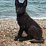 animal, beach, black_fur, canine, curious, dog, fur, nature, ocean, outdoor, pet, puppy, rocks, sand, sandy_nose, seaside, sitting, water, waves, young