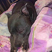 Oly a rejoint le concours — aidez-le/la à gagner de superbes lots ! dog, sleeping, blanket, pink, paw, indoor, cozy, resting, furniture, shelf, dvd, book, home, pet, animal, relaxing, ear, floor, comfort, napping