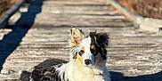 Aspen a rejoint le concours — aidez-le/la à gagner de superbes lots ! dog, animal, outdoor, wooden_bridge, sunlight, fur, tricolor, pet, lying_down, nature, canine, bridge, daylight, relaxed, ears, shadow, wood, tongue_hidden, quiet, calm