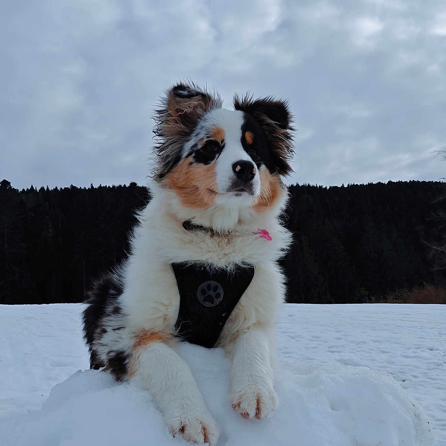 Aspen participe au concours pour gagner de l'argent avec cette photo : animal, canine, cloudy_sky, cold, cute, dog, fluffy, forest, fur, landscape, leisure, muzzle, nature, outdoor, paws, pet, portrait, snow, tri_color, winter