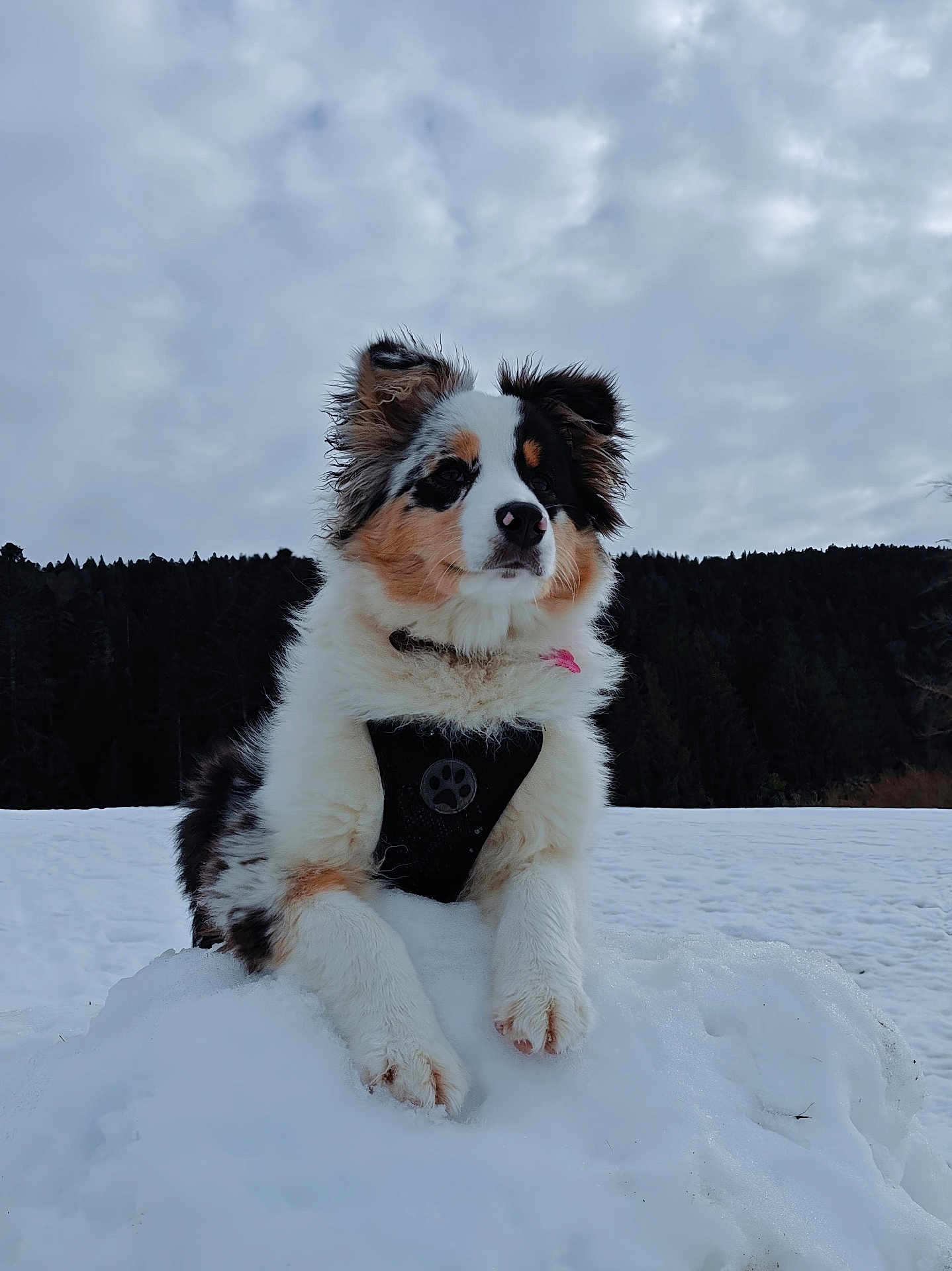 Aspen participe au concours pour gagner de l'argent avec cette photo : dog, snow, outdoor, cloudy_sky, forest, fluffy, tri_color, pet, animal, winter, nature, muzzle, fur, paws, canine, landscape, cold, cute, portrait, leisure