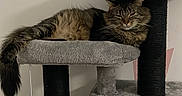 Moka participe au concours pour gagner de l'argent avec cette photo : cat, tabby_cat, cat_tree, furniture, indoor, pet, animal, fluffy, relaxed, sleepy, plush, toy, hanging_toy, gray, soft, cozy, resting, household, domestic, comfortable