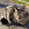 Moka participe au concours pour gagner de l'argent avec cette photo : cat, tabby_cat, fluffy, outdoor, sunlight, cobblestone, grass, green_eyes, alert, fur, nature, pet, animal, mammal, whiskers, pavement, stone_border, daylight, resting, closeup