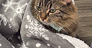 Moka participe au concours pour gagner de l'argent avec cette photo : animal, blanket, cat, chair, closeup, comfort, cozy, domestic, flooring, fur, furniture, indoor, looking_away, pet, resting, snowflake_pattern, soft_texture, tabby_cat, warm, wood