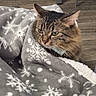 Moka participe au concours pour gagner de l'argent avec cette photo : cat, tabby_cat, blanket, snowflake_pattern, cozy, indoor, flooring, wood, furniture, chair, pet, fur, animal, domestic, warm, comfort, resting, looking_away, closeup, soft_texture