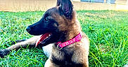 Una participe au concours pour gagner de l'argent avec cette photo : accessories, animal, backyard, canine, collar, dog, fence, field, germanshepherd, grass, lawn, leash, nature, outdoors, pet, plant, policedog, puppy, strap, yard
