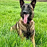 Una a rejoint le concours — aidez-le/la à gagner de superbes lots ! animal, bodypart, canine, countryside, dog, field, germanshepherd, grass, grassland, green, lawn, mouth, nature, outdoors, person, pet, plant, policedog, puppy, tongue