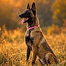 dog, belgian_malinois, canine, pet, sitting, outdoors, meadow, grass, sunset, golden_hour, portrait, profile, pointed_ears, open_mouth, panting, pink_collar, brown_fur, black_mask, nature, bokeh