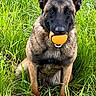 Una participe au concours pour gagner de l'argent avec cette photo : animal, ball, canine, dog, field, germanshepherd, grass, grassland, green, lawn, nature, outdoors, pet, plant, policedog, puppy, snout, sport, tennis, tennisball