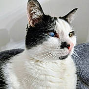 Maya participe au concours pour gagner de l'argent avec cette photo : cat, black_and_white, feline, pet, close_up, portrait, whiskers, pink_nose, ear, fur, heterochromia, cloudy_eye, indoor, bed, cushion, resting, profile_view, cute, domestic_cat, sitting