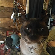 Jynx joined the competition — help win amazing prizes! cat, siamese_cat, indoor, cluttered_background, wooden_wall, electrical_cords, beverage_can, dr_pepper, collar, pet, feline, whiskers, curious, closeup, domestic_animal, blurred, dim_lighting, household, person_arm, furniture