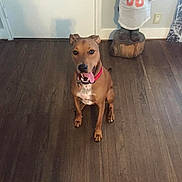 Amus joined the competition — help win amazing prizes! animal, brown_dog, decor, dog, door, ears, face, floor, happy, home, indoor, light_switch, pet, playful, red_collar, sitting, statue, tongue_out, wall, wooden_floor