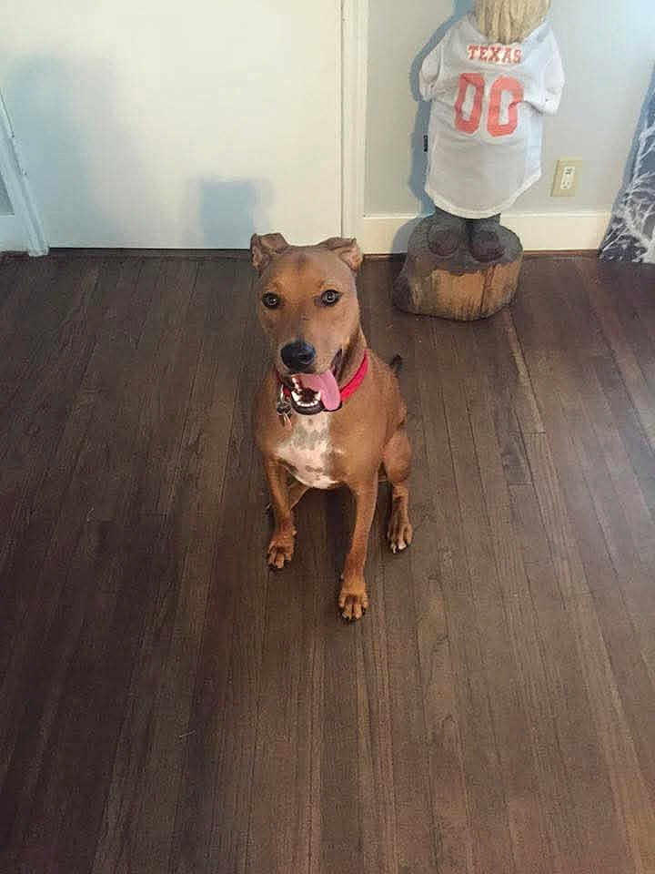 Amus joined the competition — help win amazing prizes! animal, brown_dog, decor, dog, door, ears, face, floor, happy, home, indoor, light_switch, pet, playful, red_collar, sitting, statue, tongue_out, wall, wooden_floor