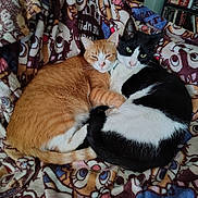 Bandit And Red joined the competition — help win amazing prizes! cat, cats, orange_cat, black_and_white_cat, blanket, cuddling, pets, indoor, cozy, resting, feline, fur, animal, sleepy, sitting, home, bookshelf, dvds, patterned_blanket, cute