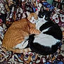 cat, cats, orange_cat, black_and_white_cat, blanket, cuddling, pets, indoor, cozy, resting, feline, fur, animal, sleepy, sitting, home, bookshelf, dvds, patterned_blanket, cute