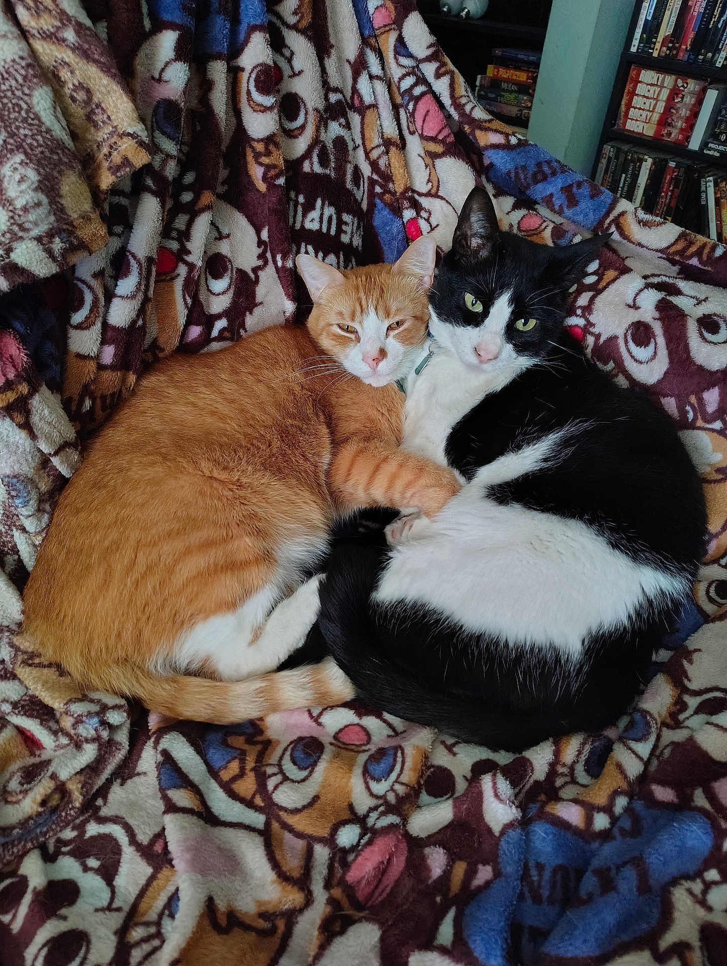 Bandit And Red joined the competition — help win amazing prizes! cat, cats, orange_cat, black_and_white_cat, blanket, cuddling, pets, indoor, cozy, resting, feline, fur, animal, sleepy, sitting, home, bookshelf, dvds, patterned_blanket, cute