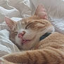 animal, bedroom, cat, close_up, cozy, cute, domestic_cat, ears, feline, fur, ginger_cat, indoor, nap, pet, relaxed, resting, sleeping, tongue_out, whiskers, white_bed