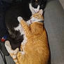cat, cats, sleeping, snuggling, orange_cat, black_and_white_cat, fur, pet, cozy, resting, cute, animal, domestic_animal, closeup, feline, cuddling, indoor, relaxing, companion, friendship
