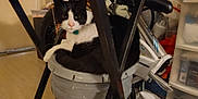 Bandit joined the competition — help win amazing prizes! animal, bicycle, black_and_white, bucket, cat, chair_legs, clutter, collar, container, domestic, feline, floor, flooring, household_items, indoor, looking_at_camera, pet, resting, seat, storage