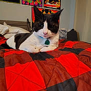 Bandit joined the competition — help win amazing prizes! animal, bed, black_and_white, brown, cat, collar, cute, domestic_cat, ears, fur, furniture, indoor, pet, poster, quilt, red, relaxed, tag, wall_art, whiskers