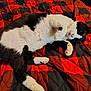 Bandit is registered to the contest to win money with this photo: animal, bed, black_and_white, cat, checkered, cozy, cute, domestic, feline, fur, indoor, lying_down, paw, pet, quilt, relaxed, resting, sleepy, soft, whiskers